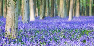 Bluebells - photography by foz